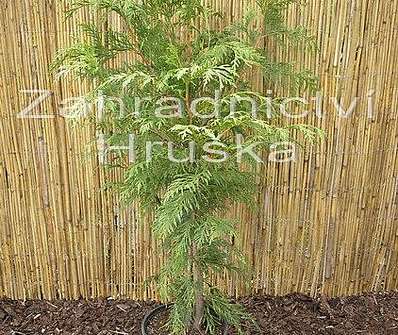 zerav - Thuja plicata 'Zebrina'