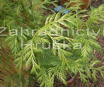 zerav - Thuja plicata 'Zebrina'