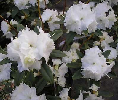 Rhododendron impeditum 'April Snow'