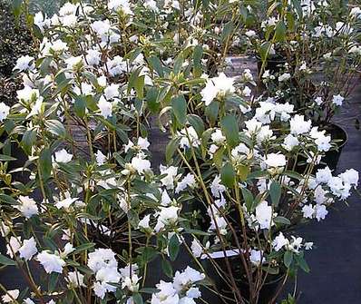 Rhododendron impeditum 'April Snow'