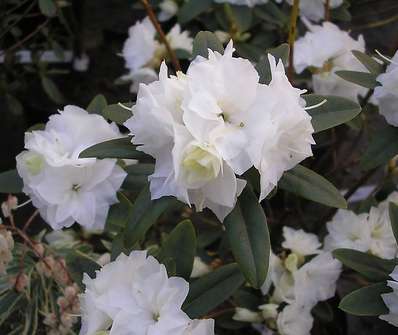 Rhododendron impeditum 'April Snow'