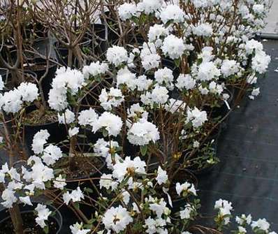 Rhododendron impeditum 'April Snow'