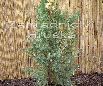 jalovec - Juniperus chinensis 'Stricta Variegata'