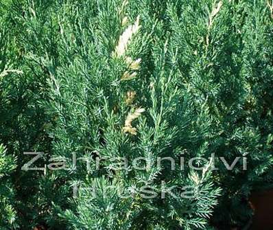 jalovec - Juniperus chinensis 'Stricta Variegata'