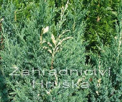 jalovec - Juniperus chinensis 'Stricta Variegata'