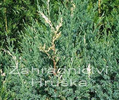 jalovec - Juniperus chinensis 'Stricta Variegata'