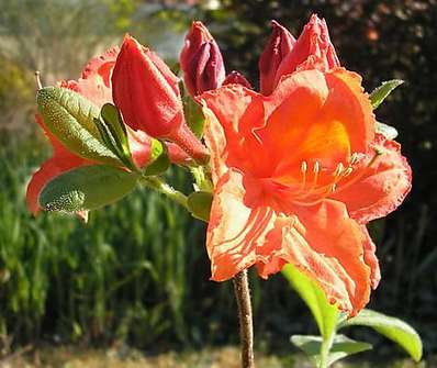 Azalea knaphill 'Feurwerk'