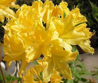 Azalea knaphill 'Golden Light'