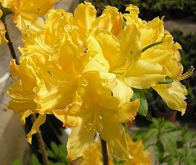 Azalea knaphill 'Golden Light'