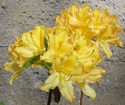 Azalea knaphill 'Golden Light'