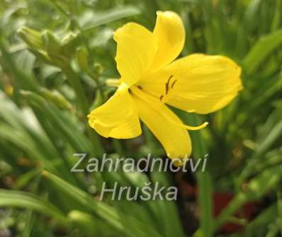 Hemerocallis Corky