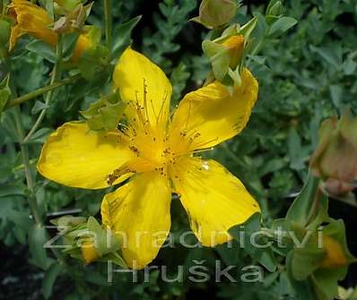 Hypericum olympicum