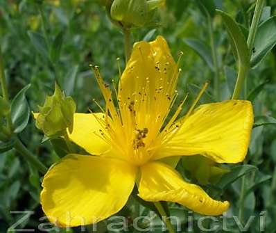 Hypericum olympicum