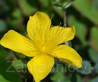 Hypericum olympicum