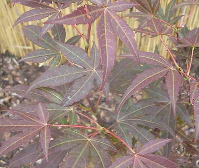 javor - Acer palmatum 'Atropurpureum'