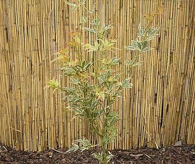 javor - Acer palmatum 'Butterfly'