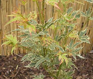 javor - Acer palmatum 'Butterfly'