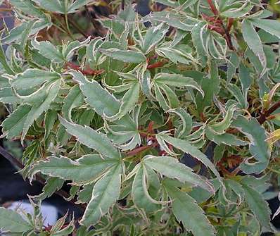 javor - Acer palmatum 'Butterfly'