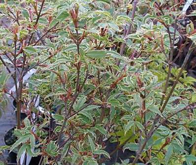 javor - Acer palmatum 'Butterfly'