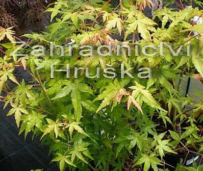 javor - Acer palmatum 'Katsura'.