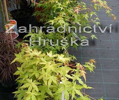 javor - Acer palmatum 'Katsura'.