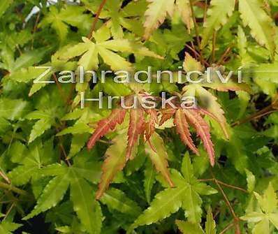 javor - Acer palmatum 'Katsura'.