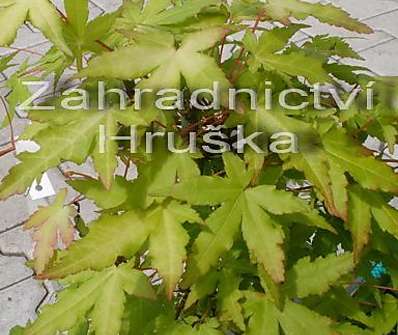 javor - Acer palmatum 'Katsura'.