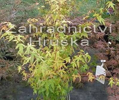 javor - Acer palmatum 'Katsura'.