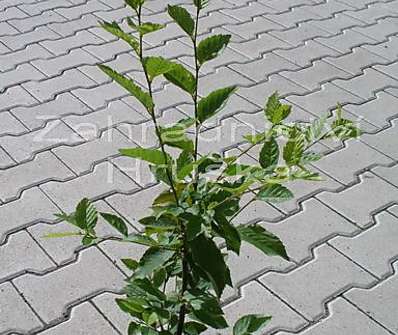 habr - Carpinus betulus 'Fastigiata'.