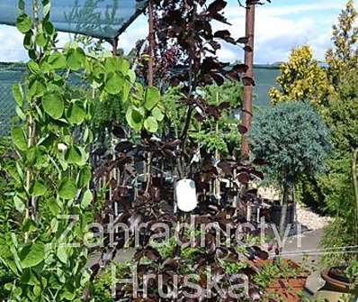 buk - Fagus sylvatica 'Purpurea Pendula'...