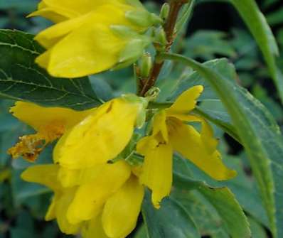 zlatice - Forsythia intermedia 'Kumson'