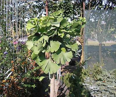 jinan - Ginkgo biloba 'Mariken'.