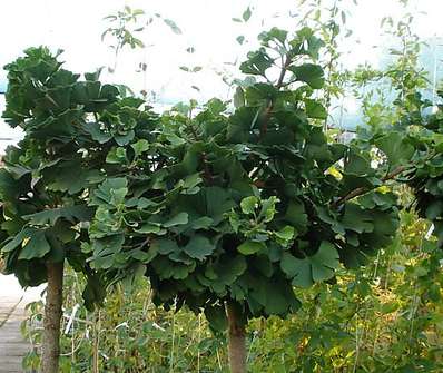 jinan - Ginkgo biloba 'Mariken'.