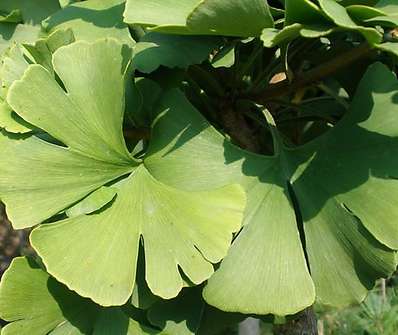 jinan - Ginkgo biloba 'Mariken'.