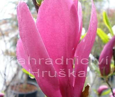 šácholan - Magnolia liliflora 'Susan'