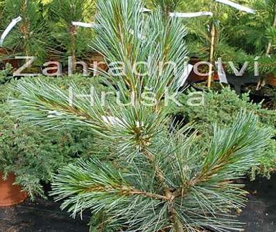 Borovice - Pinus flexilis 'Compacta'.