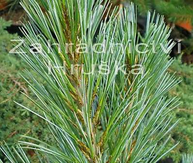 Borovice - Pinus flexilis 'Compacta'.