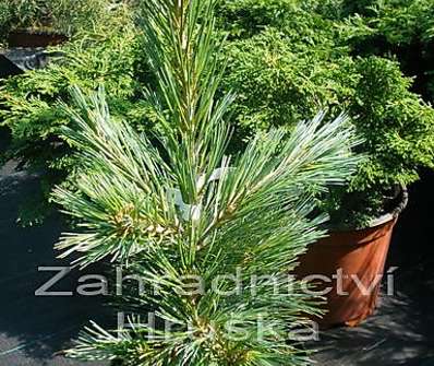 Borovice - Pinus flexilis 'Compacta'.