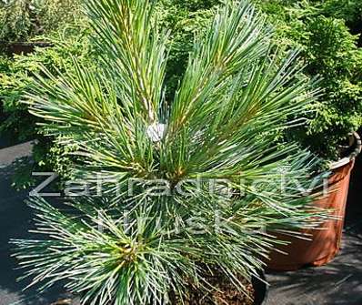 Borovice - Pinus flexilis 'Compacta'.