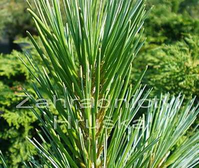 Borovice - Pinus flexilis 'Compacta'.