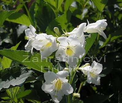 vajgélie - Weigela florida 'Bristol Snowflake'