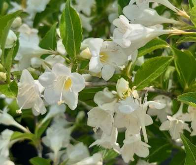 vajgélie - Weigela florida 'Bristol Snowflake'