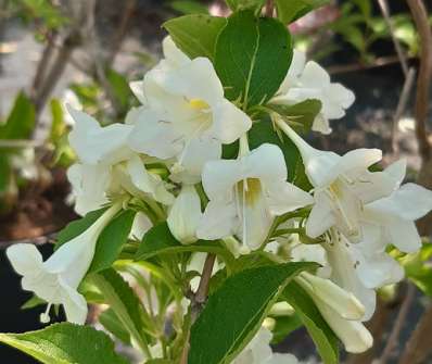 vajgélie - Weigela florida 'Bristol Snowflake'