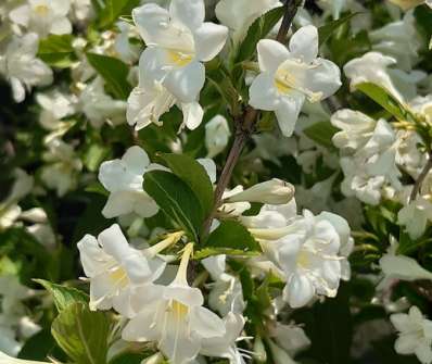 vajgélie - Weigela florida 'Bristol Snowflake'