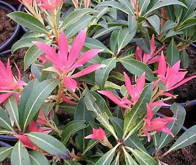 Pieris japonica 'Forest Flame'