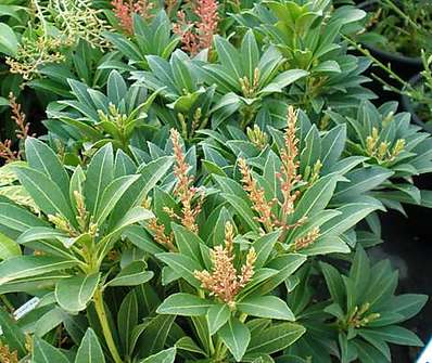 Pieris japonica 'Forest Flame'