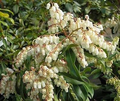 Pieris japonica 'Forest Flame'