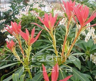 Pieris japonica 'Forest Flame'