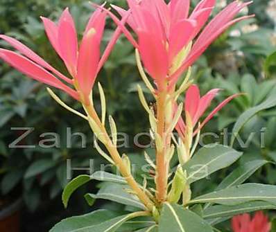 Pieris japonica 'Forest Flame'