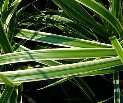 ostřice - Carex morowii 'Ice Dance'